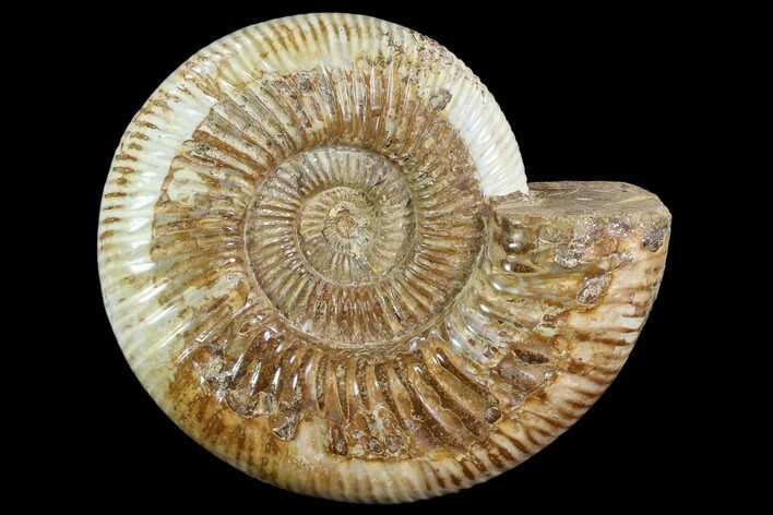 Perisphinctes Ammonite - Jurassic #90456